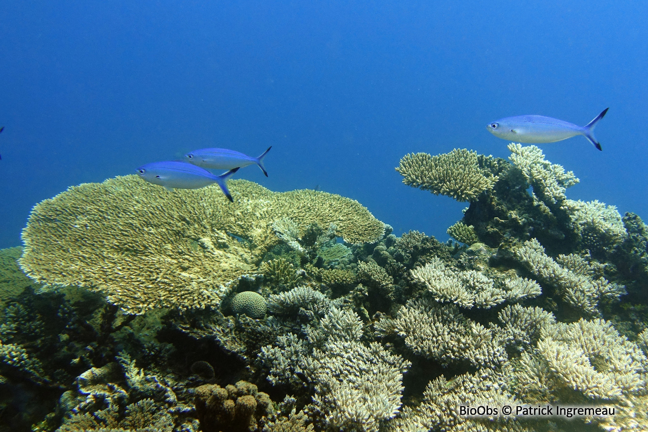 Caesio à croissant - Caesio lunaris - Patrick Ingremeau - BioObs