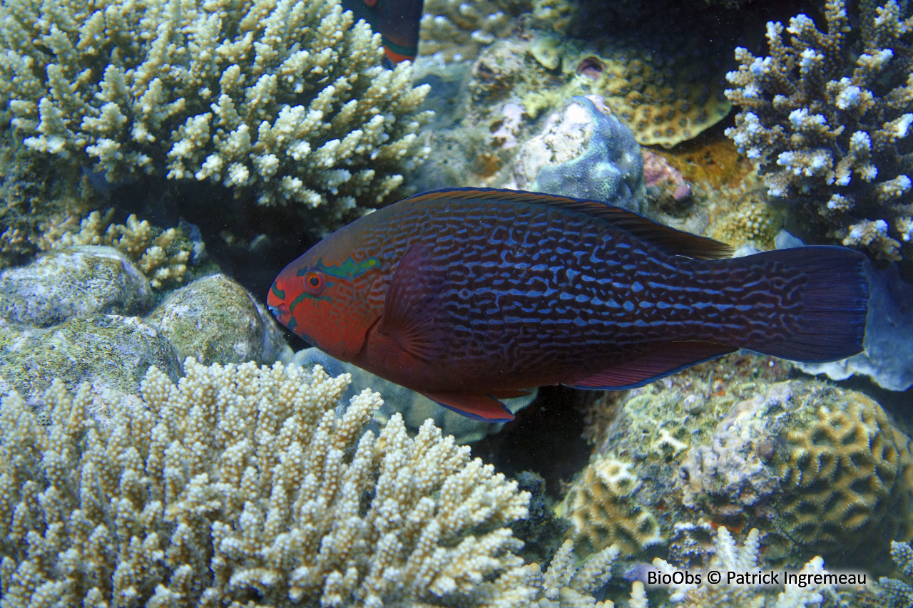 Perroquet brun - Scarus niger - Patrick Ingremeau - BioObs