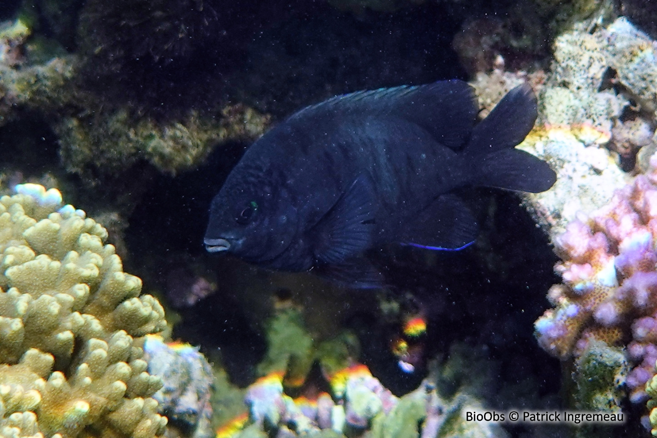 Grégoire d’ébène - Stegastes limbatus - Patrick Ingremeau - BioObs