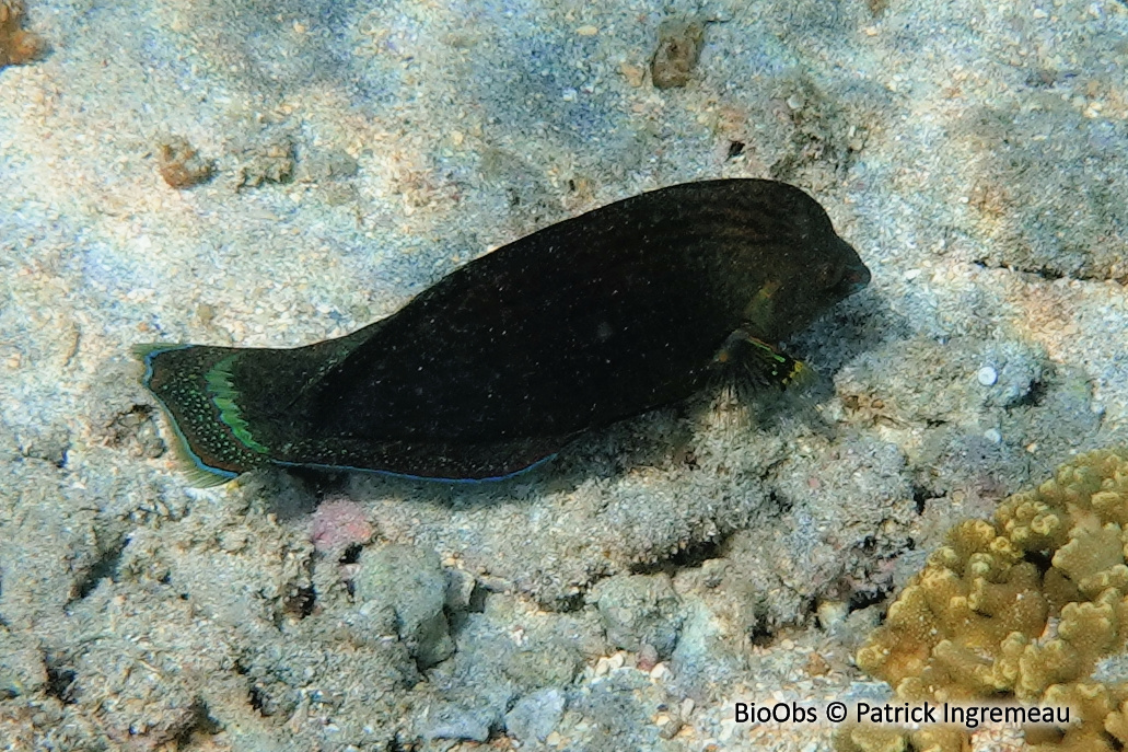 Labre bordé - Halichoeres marginatus - Patrick Ingremeau - BioObs