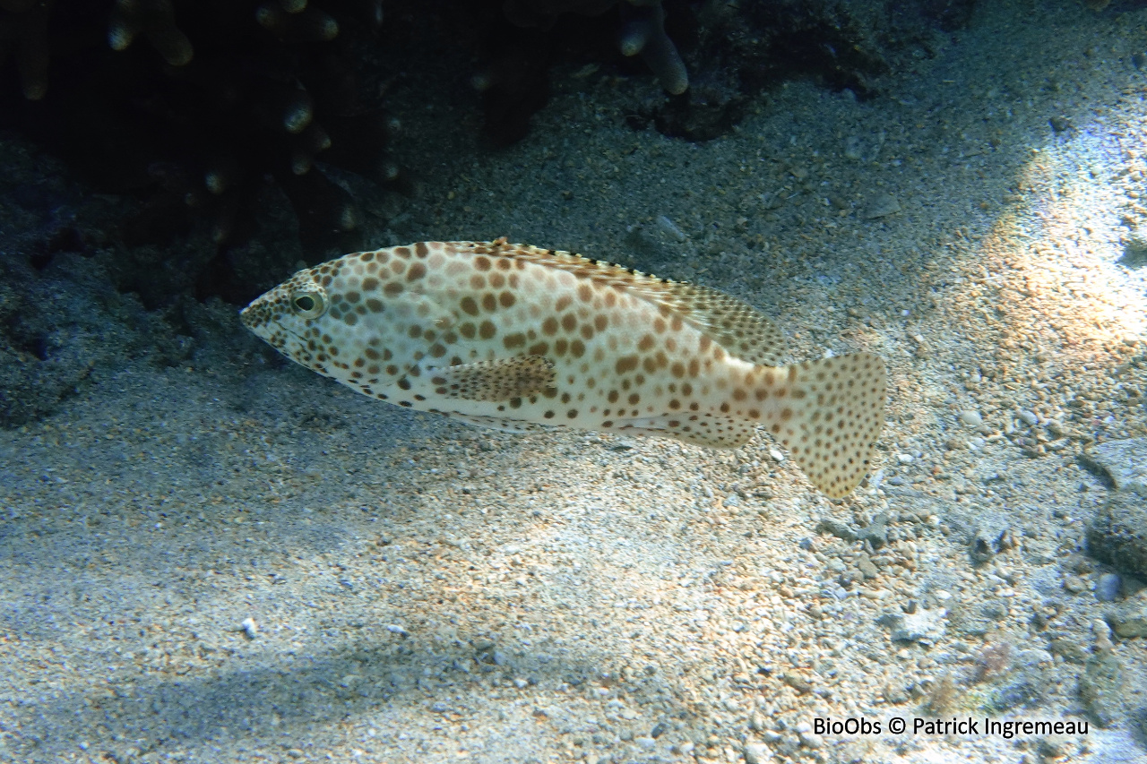 Mérou gâteau de cire - Epinephelus merra - Patrick Ingremeau - BioObs