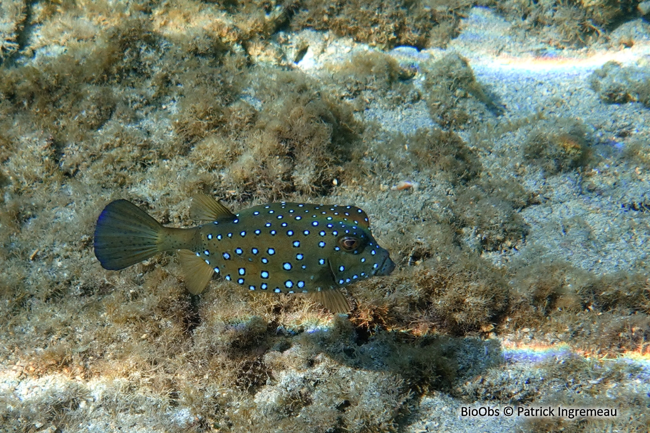 Poisson-coffre jaune - Ostracion cubicus - Patrick Ingremeau - BioObs