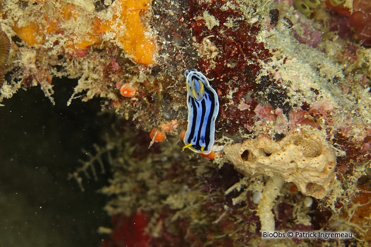 Doris de Loch - Chromodoris lochi - Patrick Ingremeau - BioObs