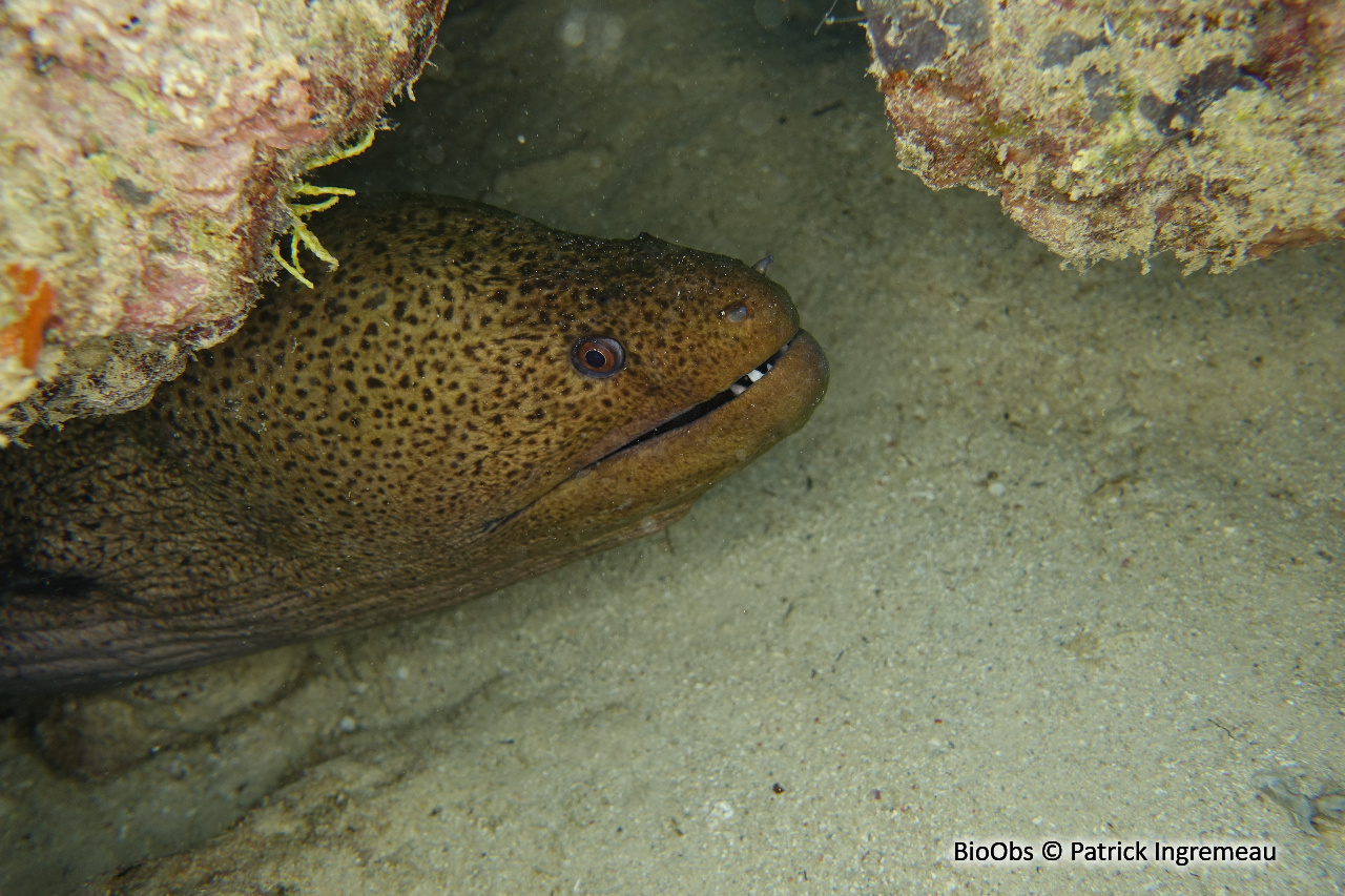 Murène javanaise - Gymnothorax javanicus - Patrick Ingremeau - BioObs