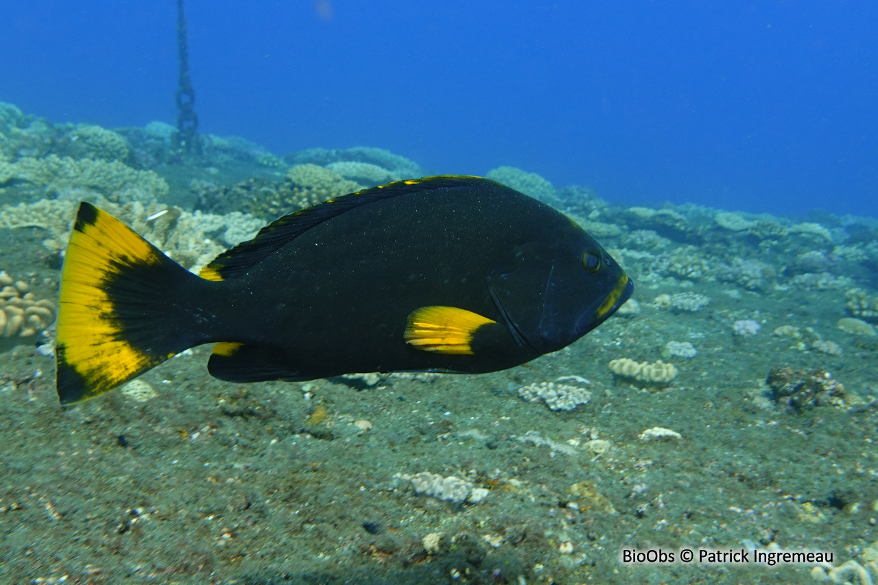 Mérou faraud - Epinephelus flavocaeruleus - Patrick Ingremeau - BioObs