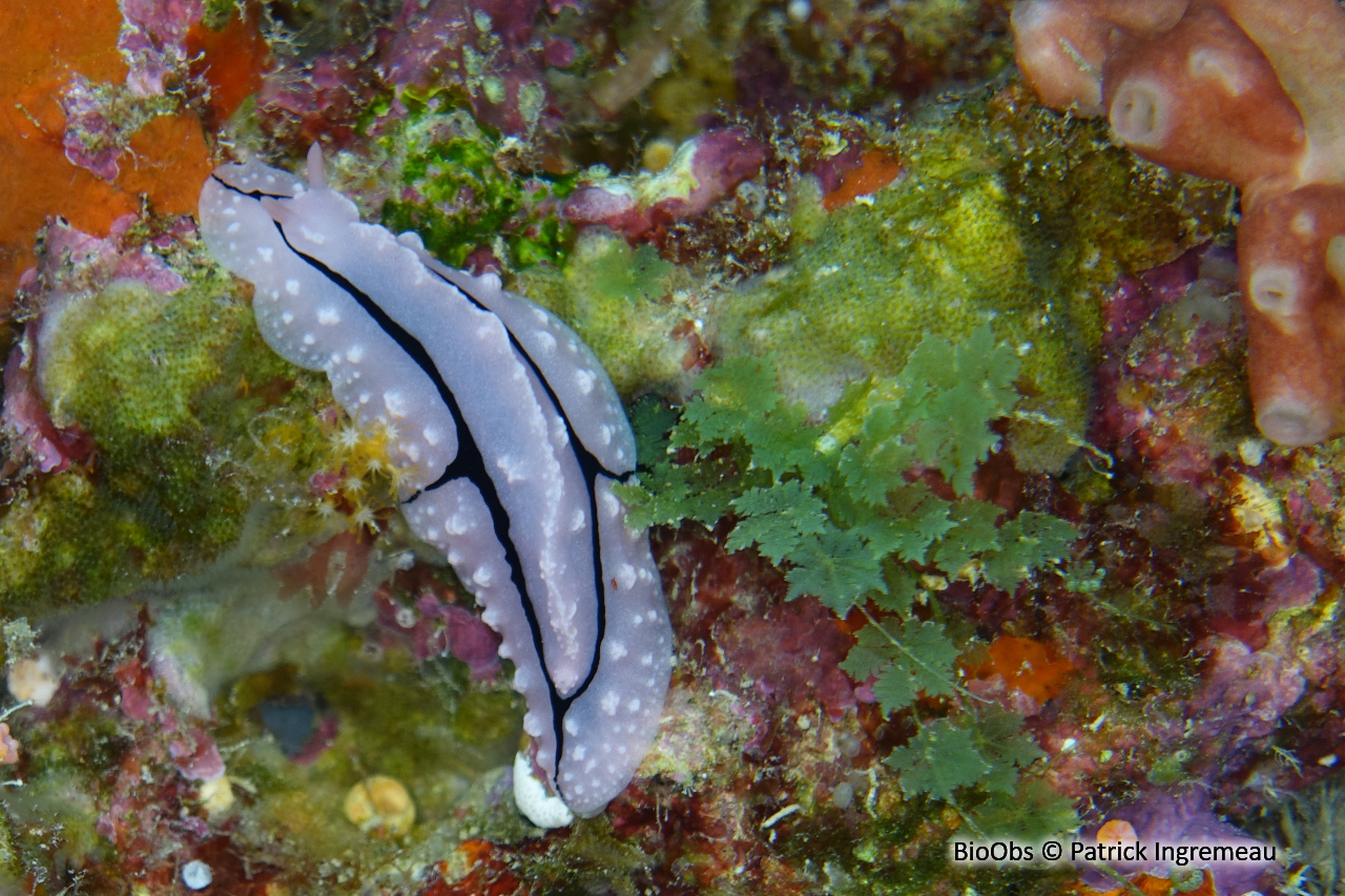 Phyllidiopsis de shireen - Phyllidiopsis shireenae - Patrick Ingremeau - BioObs
