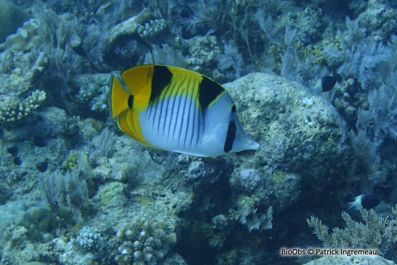 Poisson-papillon à selles - Chaetodon falcula - Patrick Ingremeau - BioObs