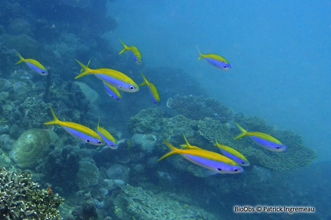 Fusilier à dos jaune - Caesio xanthonota - Patrick Ingremeau - BioObs