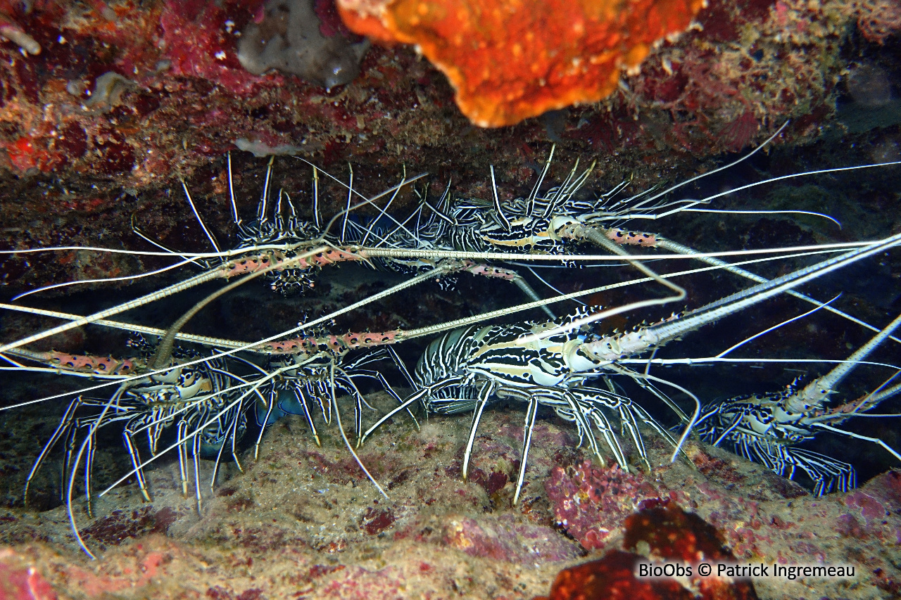 Langouste peinte - Panulirus versicolor - Patrick Ingremeau - BioObs