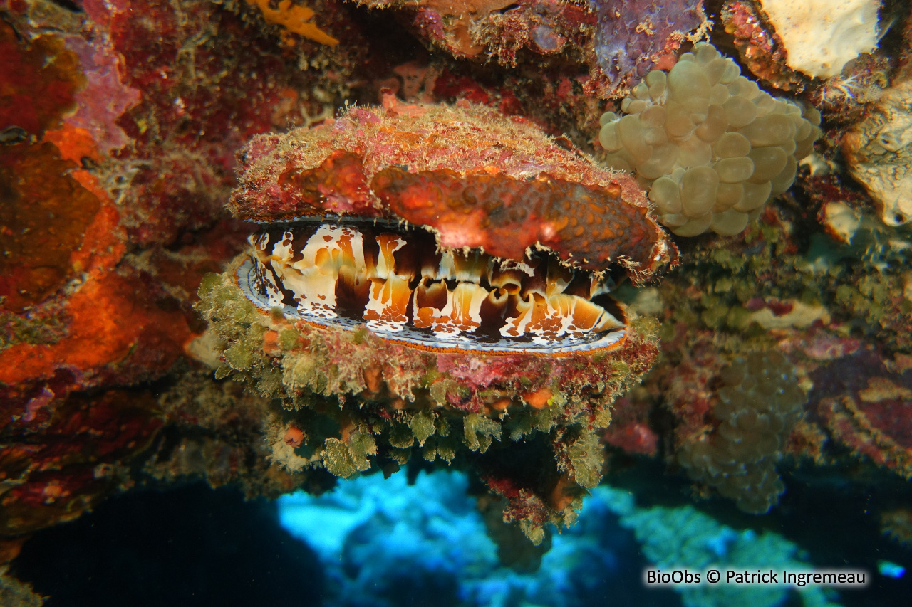 Spondyle d'Indo-Pacifique - Spondylus sp - Patrick Ingremeau - BioObs