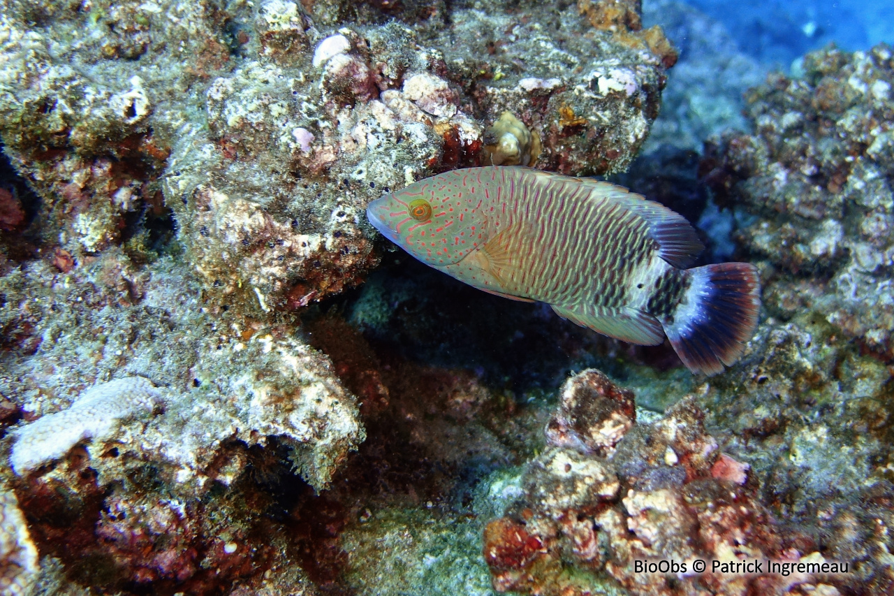 Vieille à triple queue - Cheilinus trilobatus - Patrick Ingremeau - BioObs