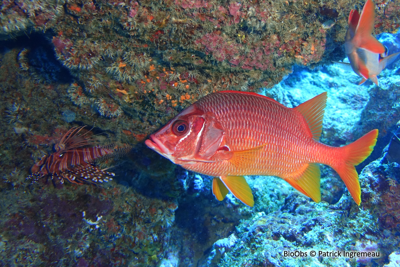 Poisson-écureuil géant - Sargocentron spiniferum - Patrick Ingremeau - BioObs