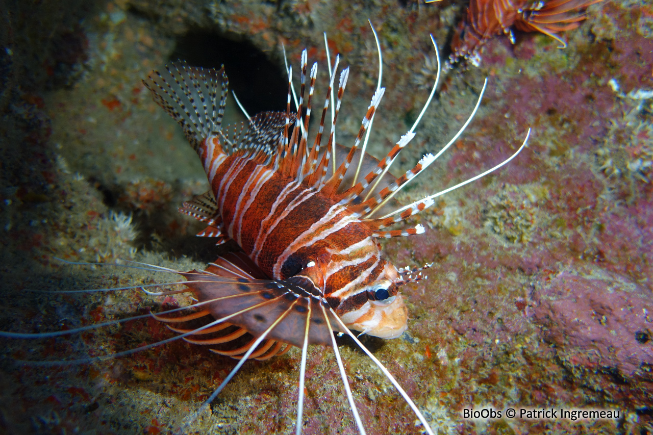 Poisson-scorpion à antennes - Pterois antennata - Patrick Ingremeau - BioObs