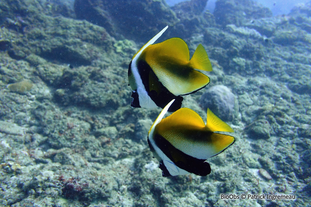 Poisson-cocher masqué - Heniochus monoceros - Patrick Ingremeau - BioObs