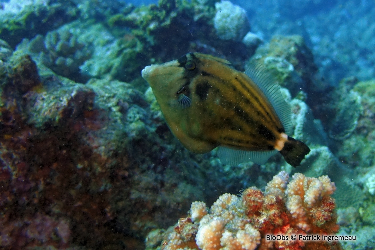 Poisson-lime moucheté - Cantherhines fronticinctus - Patrick Ingremeau - BioObs