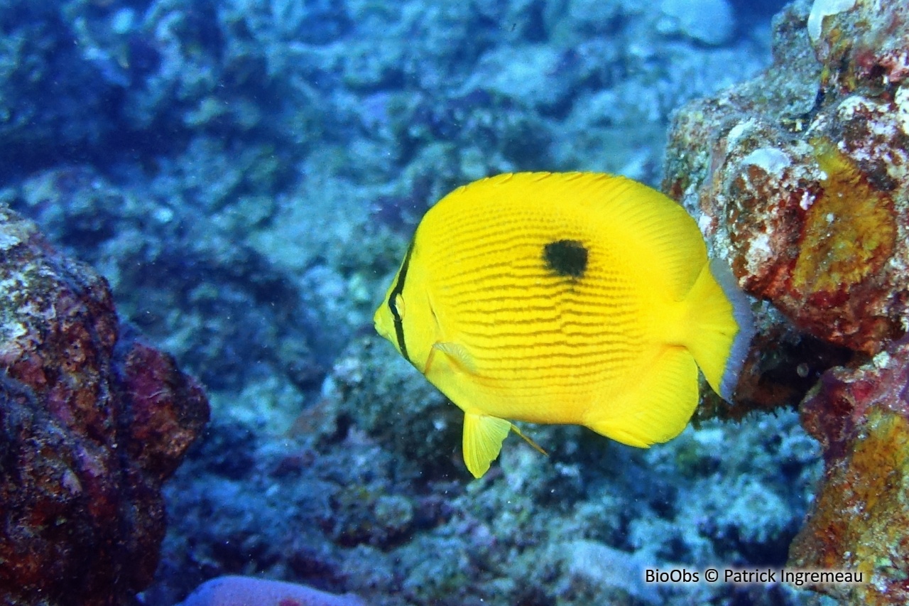 Poisson-papillon de Zanzibar - Chaetodon zanzibarensis - Patrick Ingremeau - BioObs