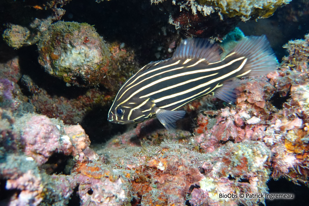 Savon à raies d'or - Grammistes sexlineatus - Patrick Ingremeau - BioObs