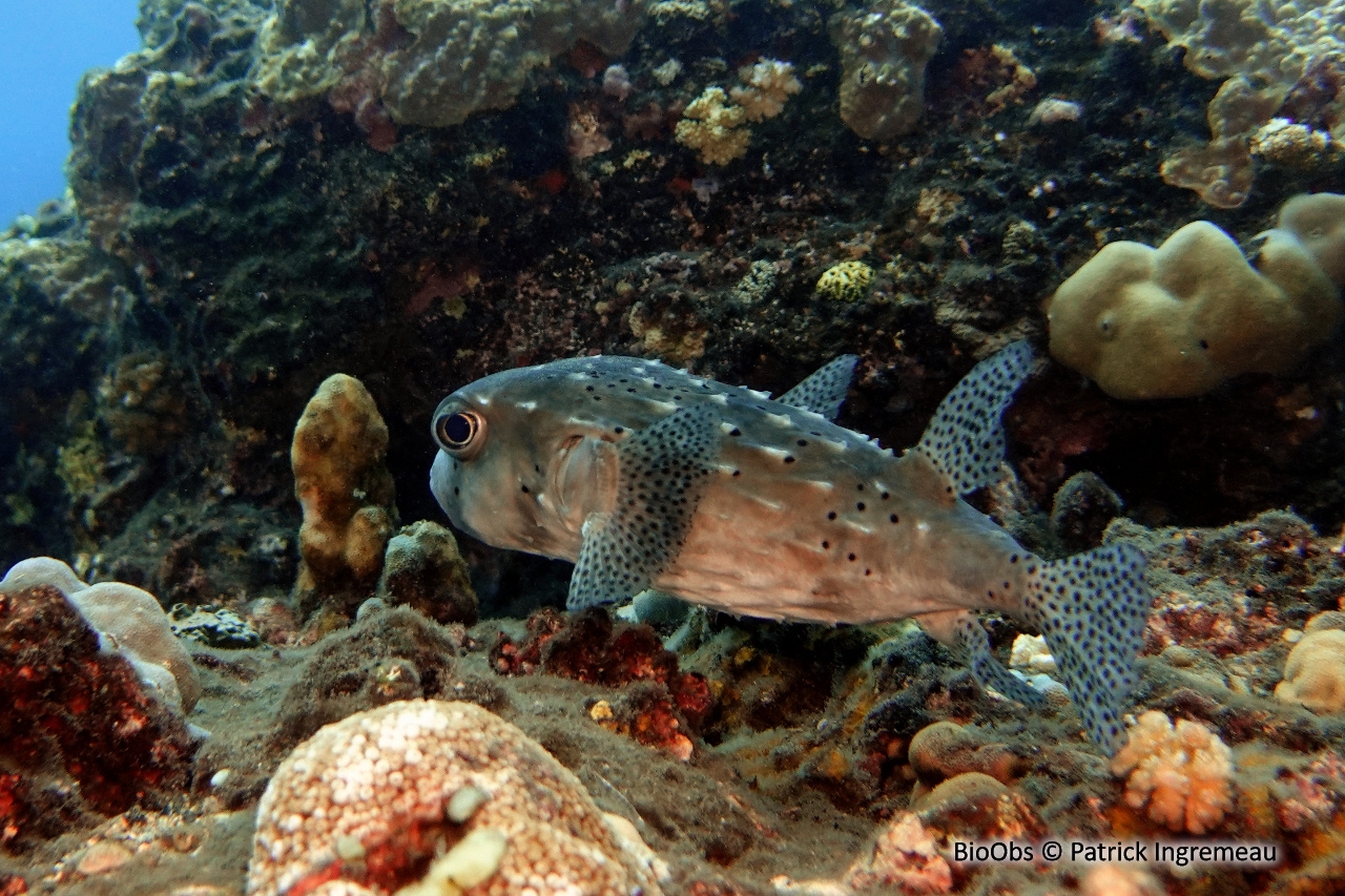 Poisson-hérisson ponctué - Chilomycterus reticulatus - Patrick Ingremeau - BioObs