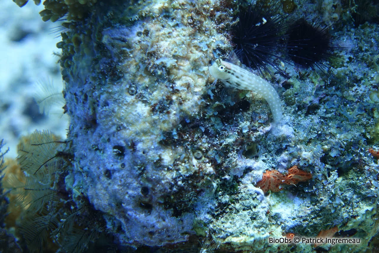 Blennie nanolo - Ecsenius nalolo - Patrick Ingremeau - BioObs