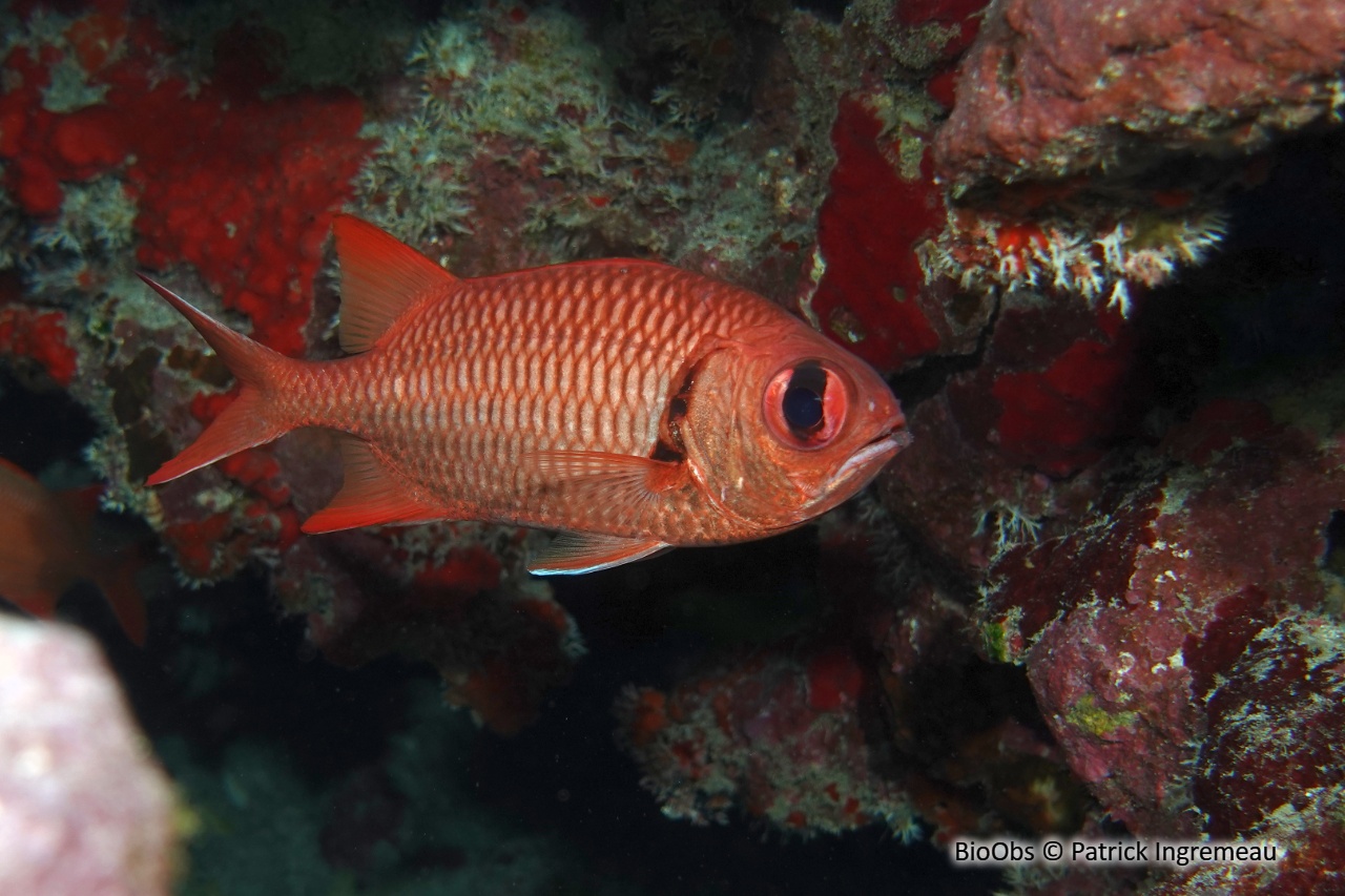 Poisson-soldat à oeillères - Myripristis murdjan - Patrick Ingremeau - BioObs