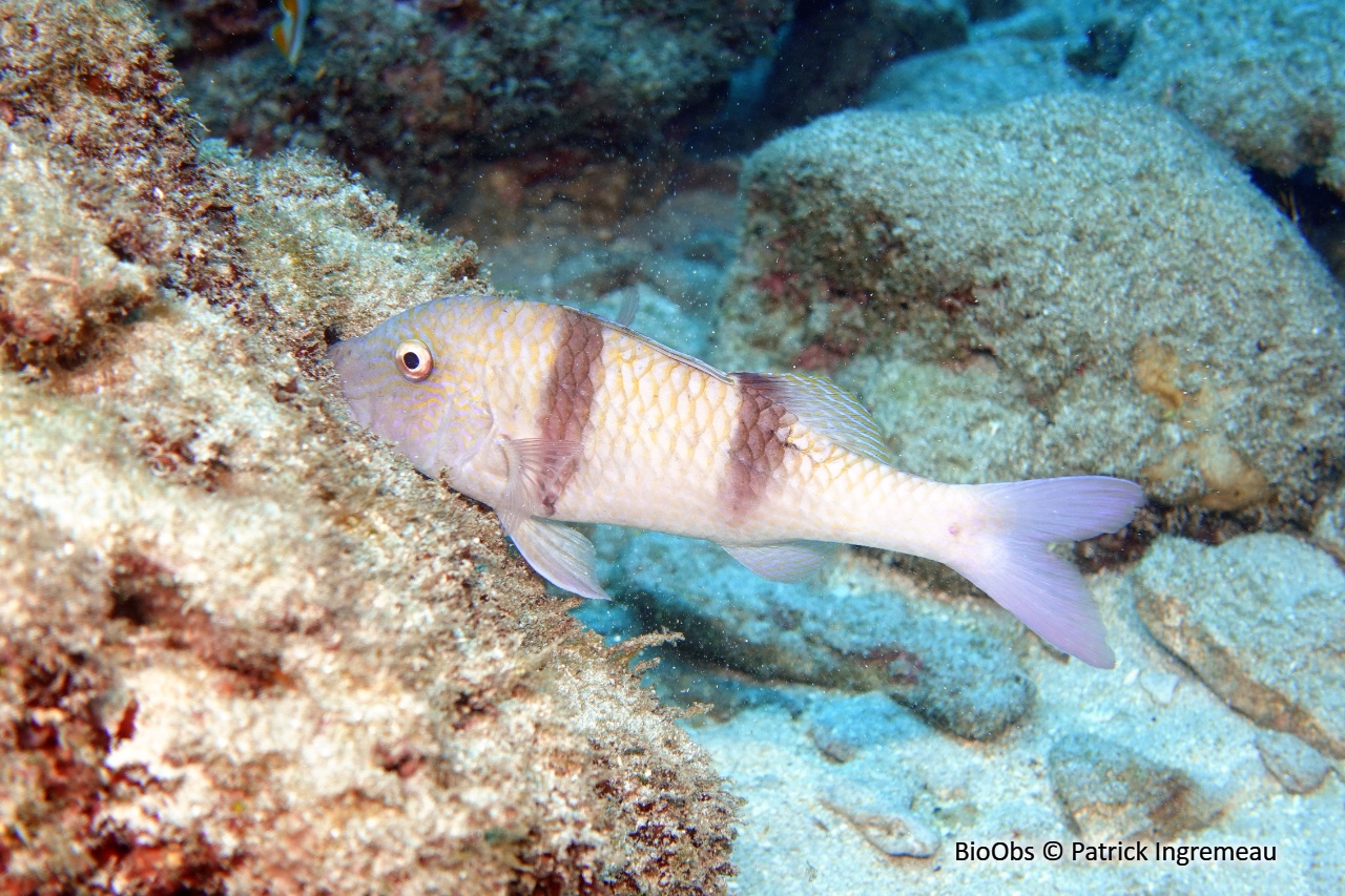 Capucin manuel - Parupeneus trifasciatus - Patrick Ingremeau - BioObs