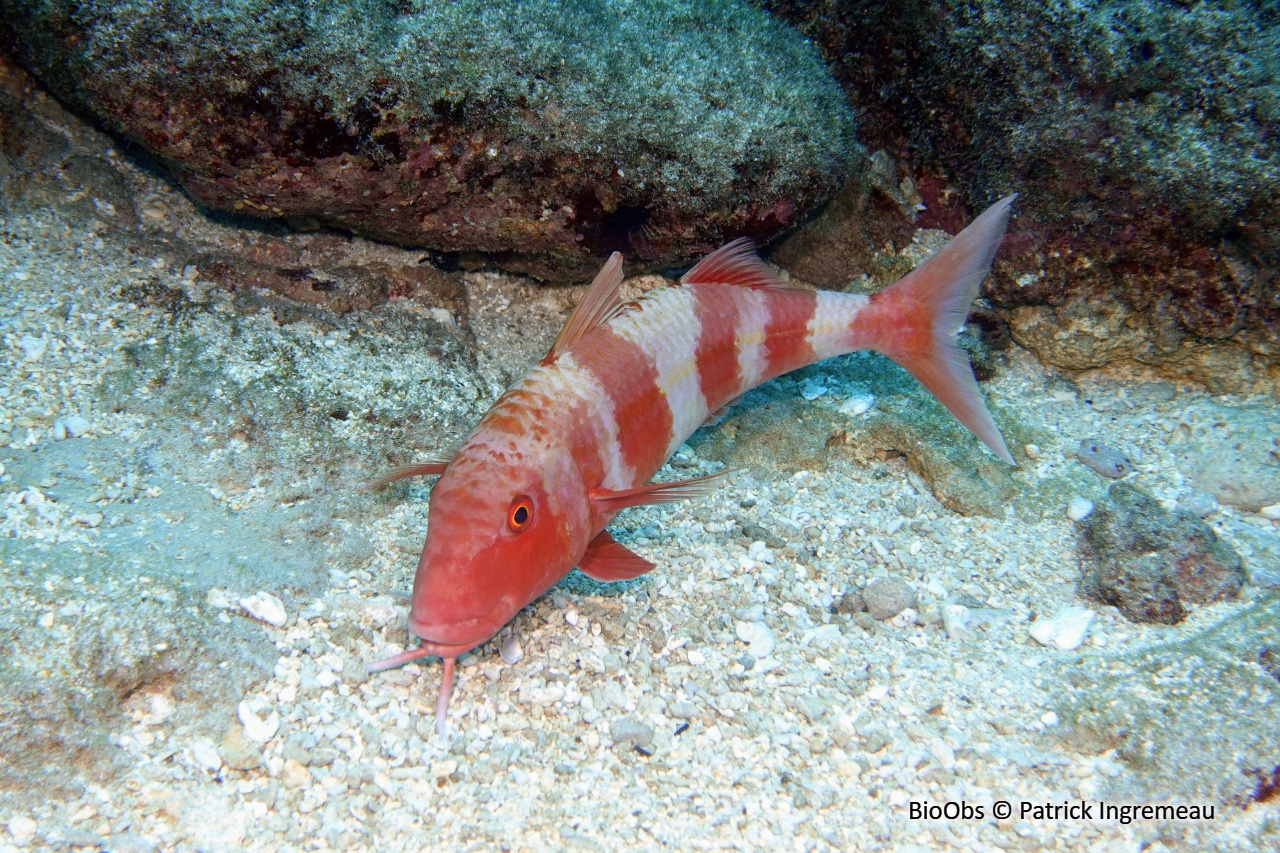 Capucin orange - Mulloidichthys pfluegeri - Patrick Ingremeau - BioObs