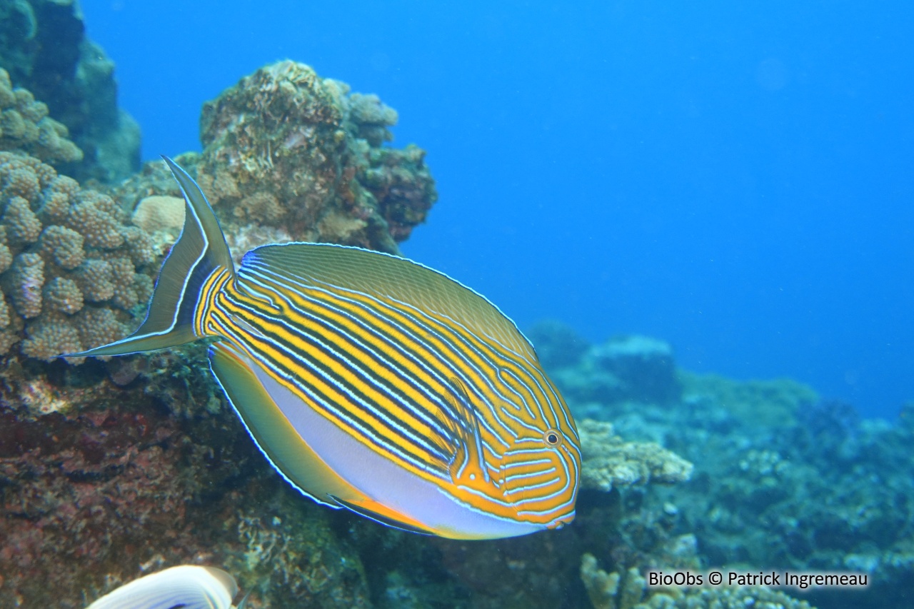 Chirurgien-clown - Acanthurus lineatus - Patrick Ingremeau - BioObs