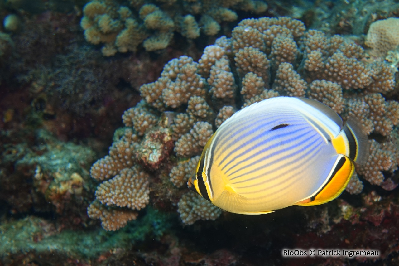 Poisson-papillon côtelé indien - Chaetodon trifasciatus - Patrick Ingremeau - BioObs