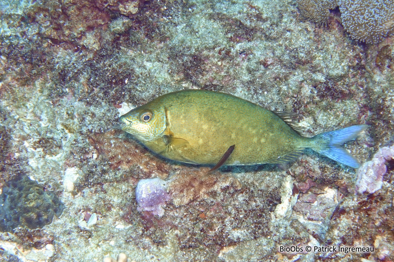 Poisson-lapin vermiculé - Siganus argenteus - Patrick Ingremeau - BioObs