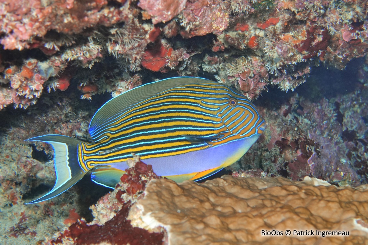 Chirurgien-clown - Acanthurus lineatus - Patrick Ingremeau - BioObs