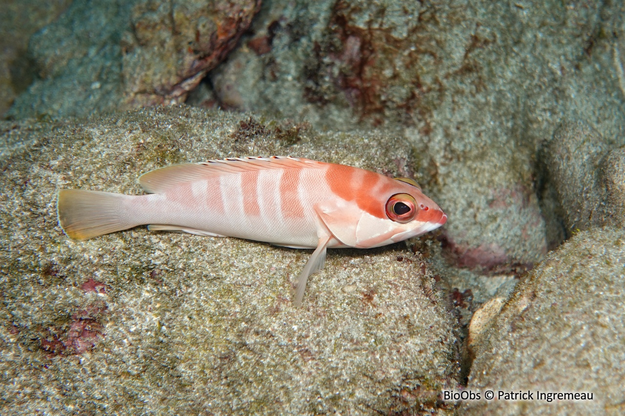 Mérou oriflamme - Epinephelus fasciatus - Patrick Ingremeau - BioObs