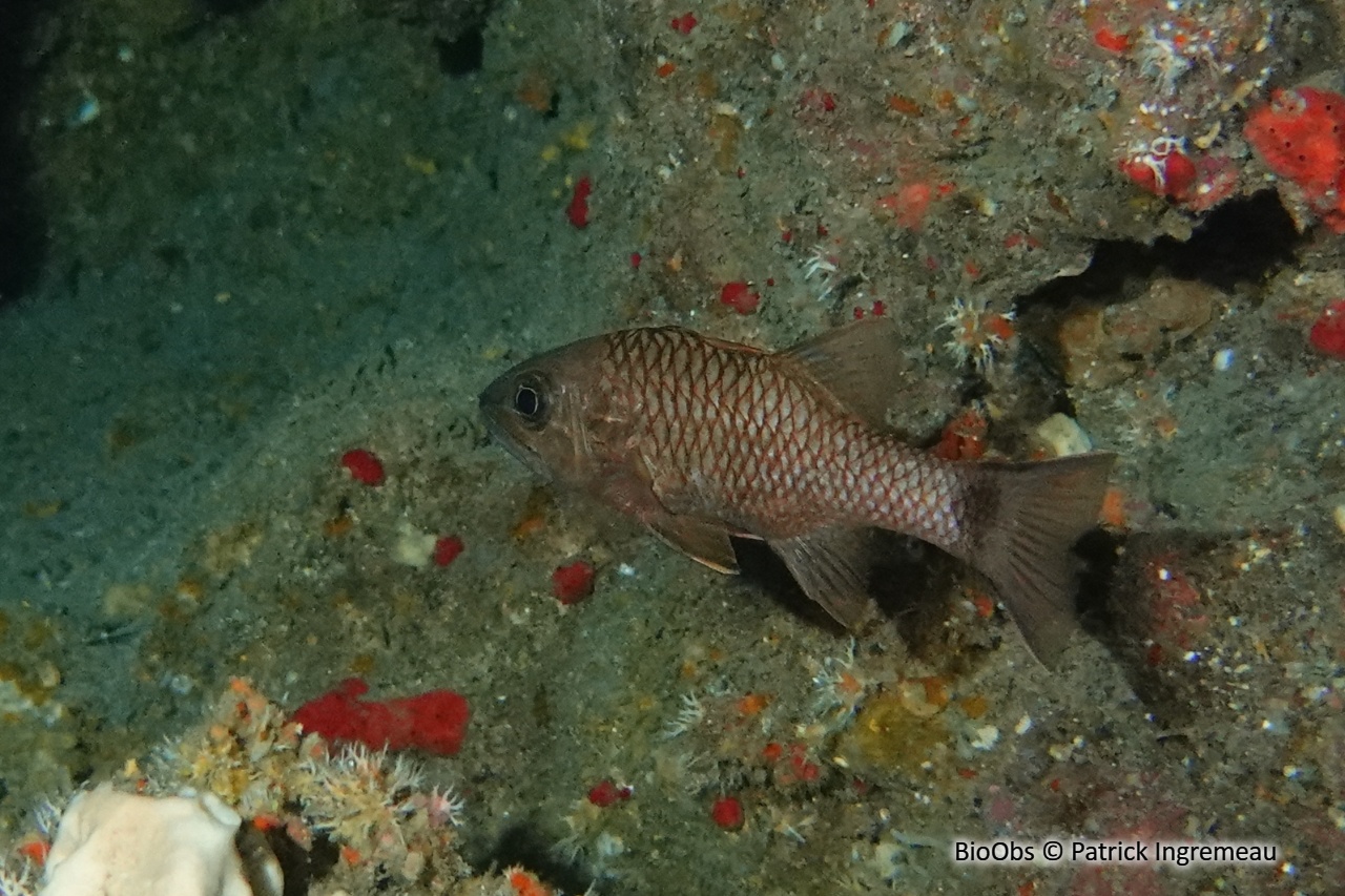 Apogon irisé - Pristiapogon kallopterus - Patrick Ingremeau - BioObs