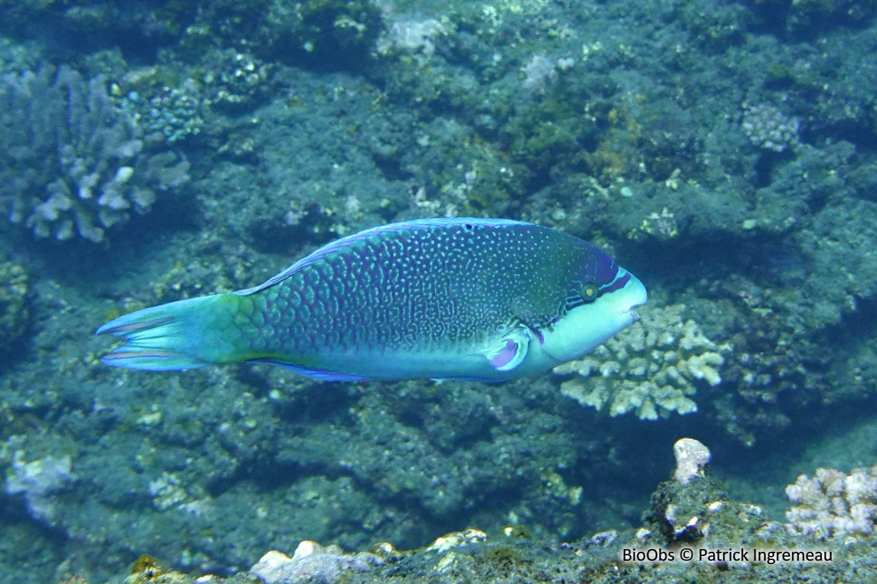 Perroquet globeux - Scarus globiceps - Patrick Ingremeau - BioObs