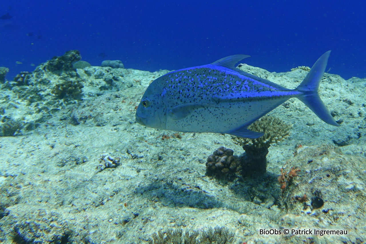 Carangue bleue - Caranx melampygus - Patrick Ingremeau - BioObs