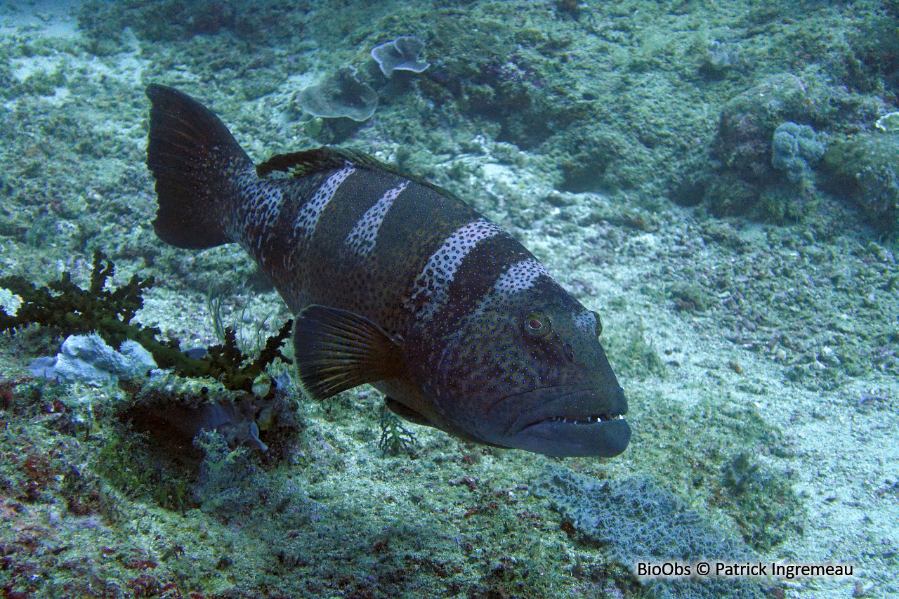Mérou sellé - Plectropomus laevis - Patrick Ingremeau - BioObs
