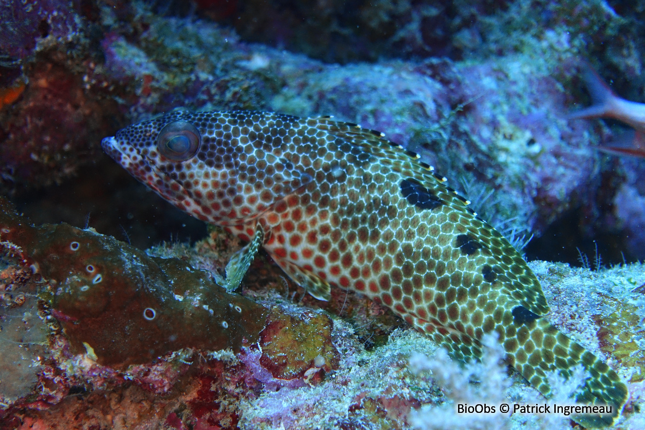 Mérou quatre selles - Epinephelus spilotoceps - Patrick Ingremeau - BioObs