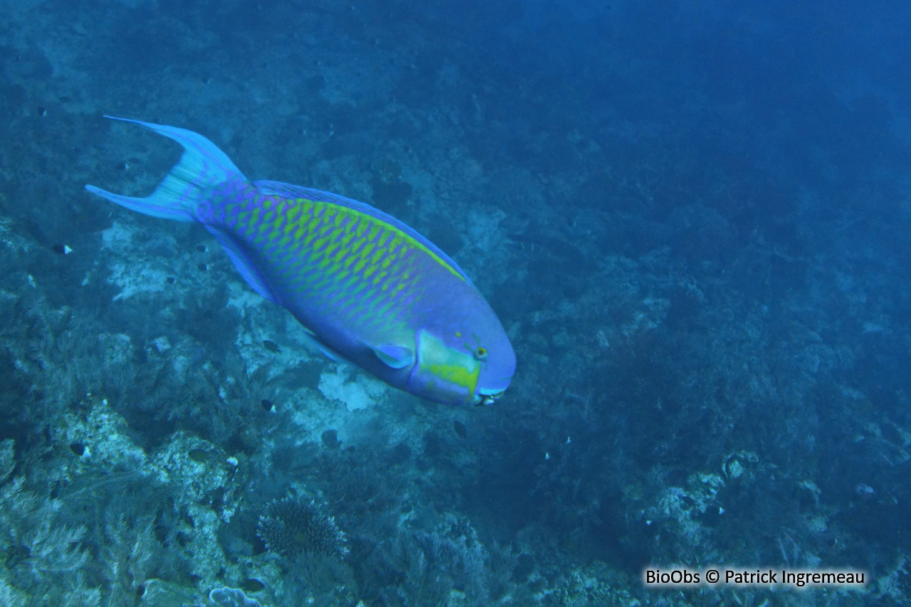 Perroquet grand bleu - Chlorurus strongylocephalus - Patrick Ingremeau - BioObs