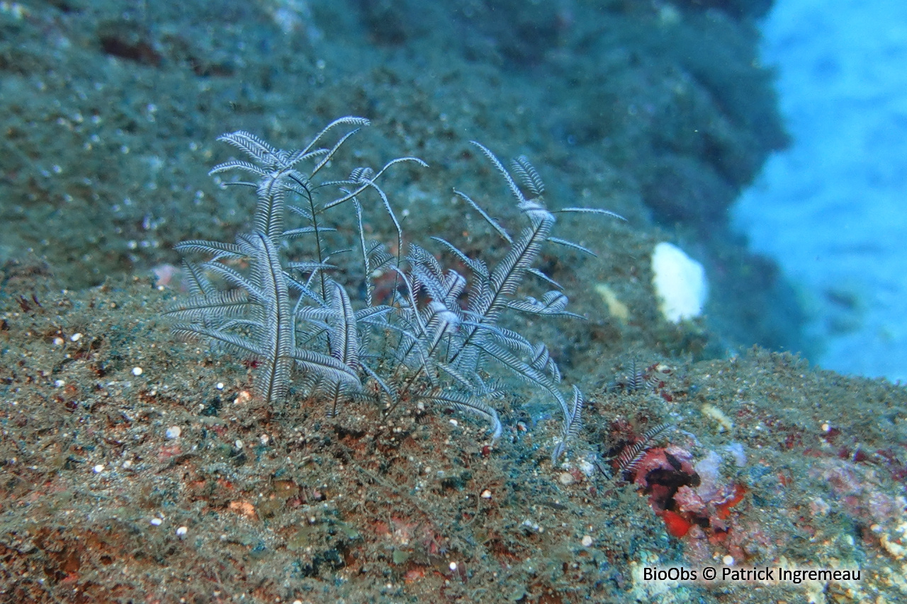 Hydraire buisson ardent - Macrorhynchia philippina - Patrick Ingremeau - BioObs