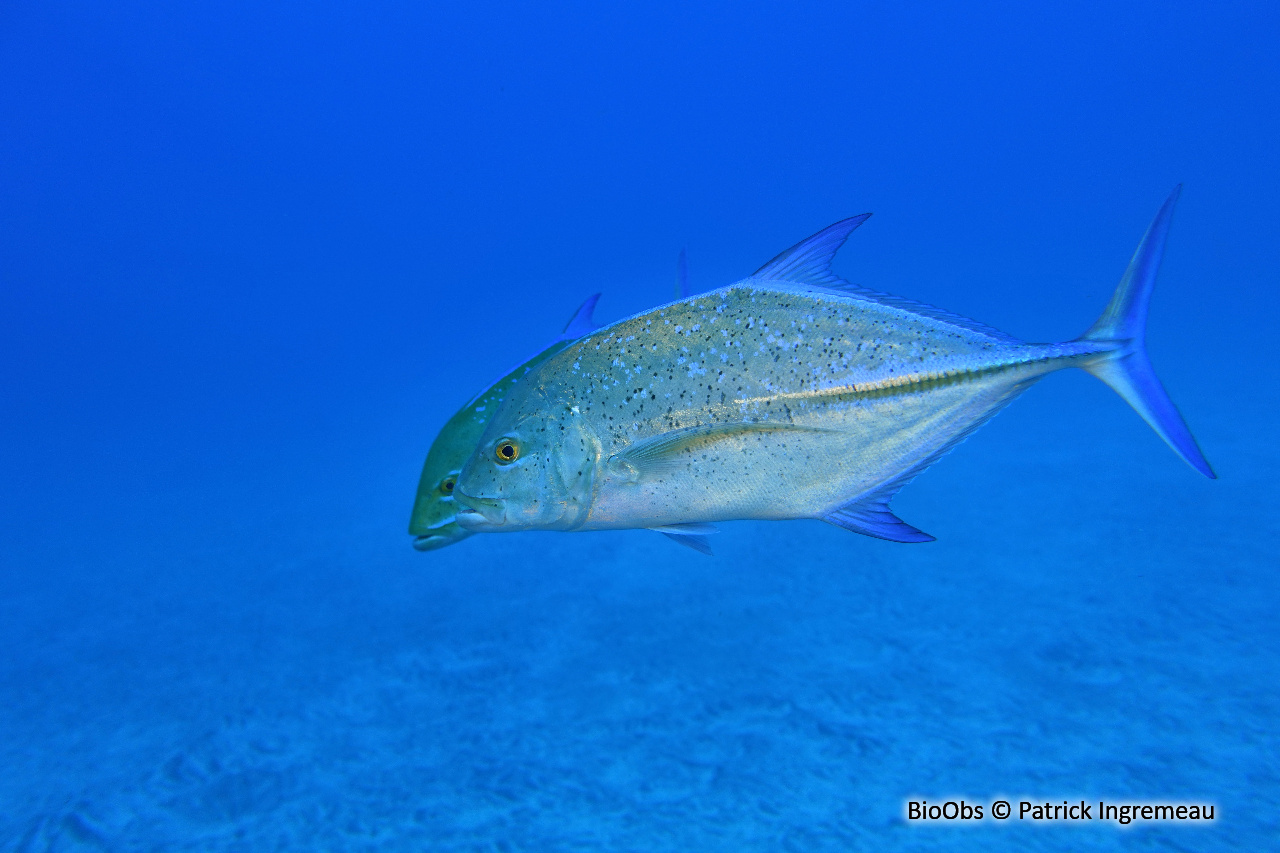 Carangue bleue - Caranx melampygus - Patrick Ingremeau - BioObs