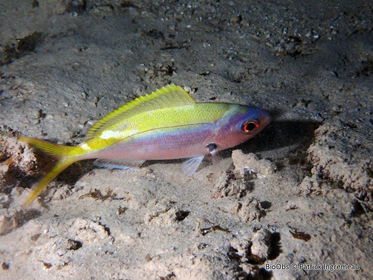 Fusilier à dos jaune - Caesio xanthonota - Patrick Ingremeau - BioObs