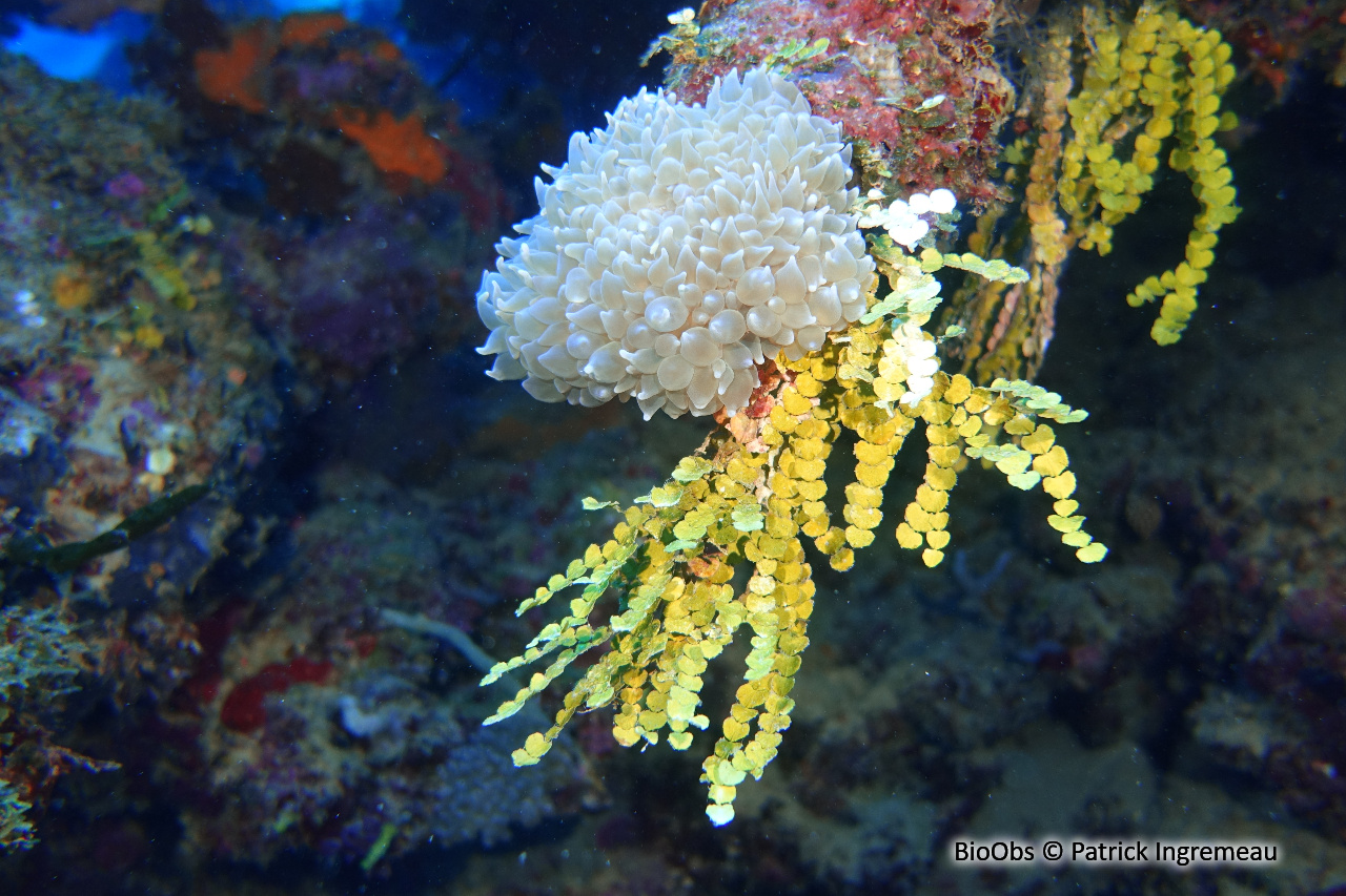 Corail à bulles - Physogyra lichtensteini - Patrick Ingremeau - BioObs