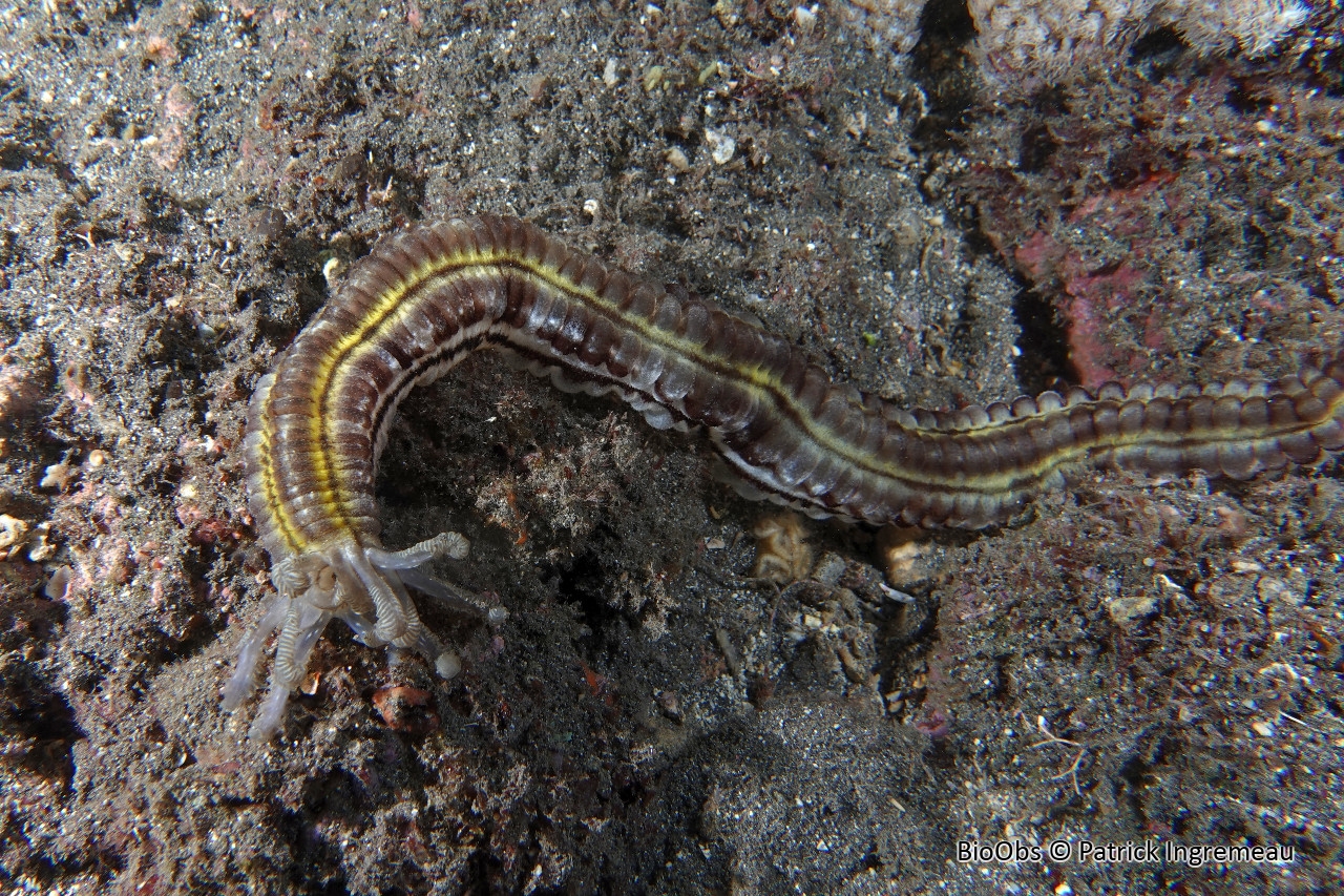 Holothurie-serpent collante - Euapta godeffroyi - Patrick Ingremeau - BioObs