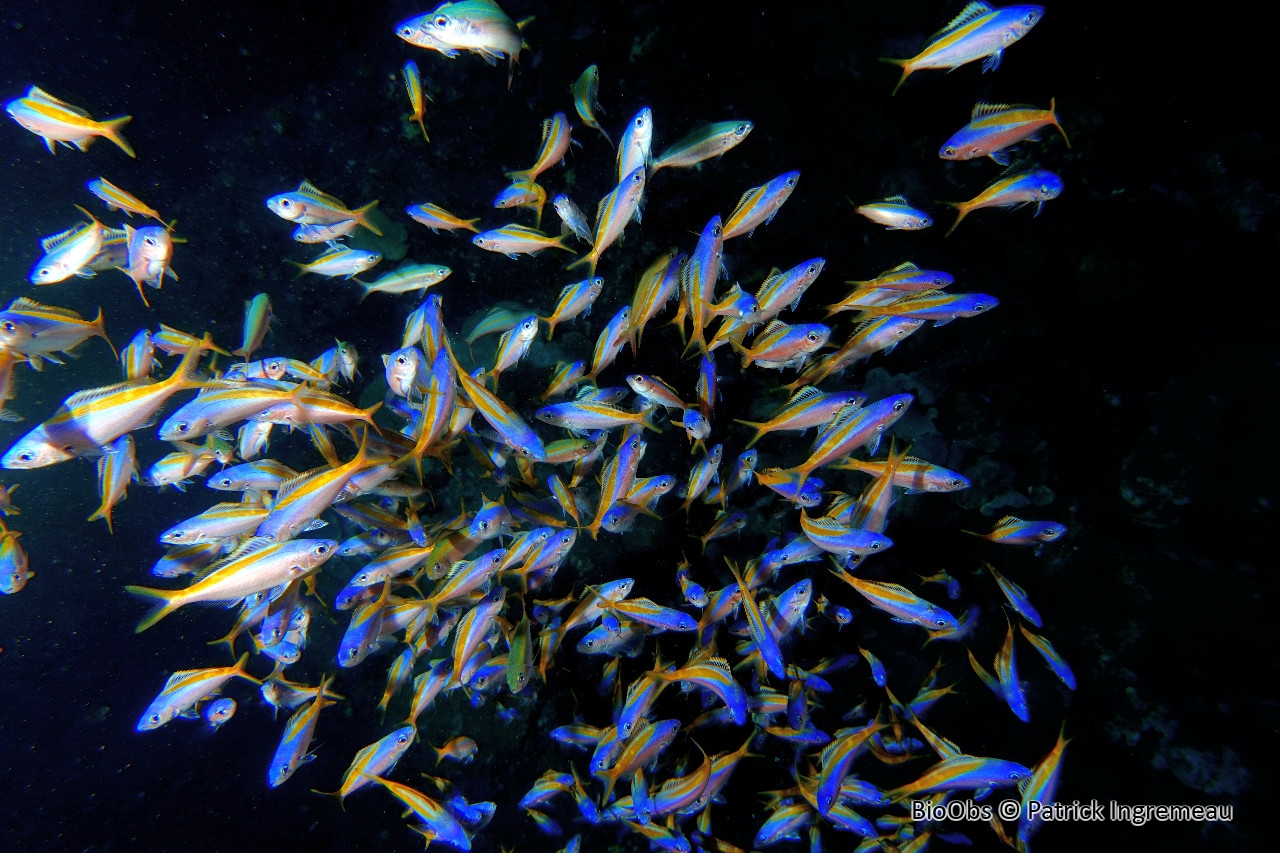 Fusilier à dos jaune et bleu - Caesio teres - Patrick Ingremeau - BioObs