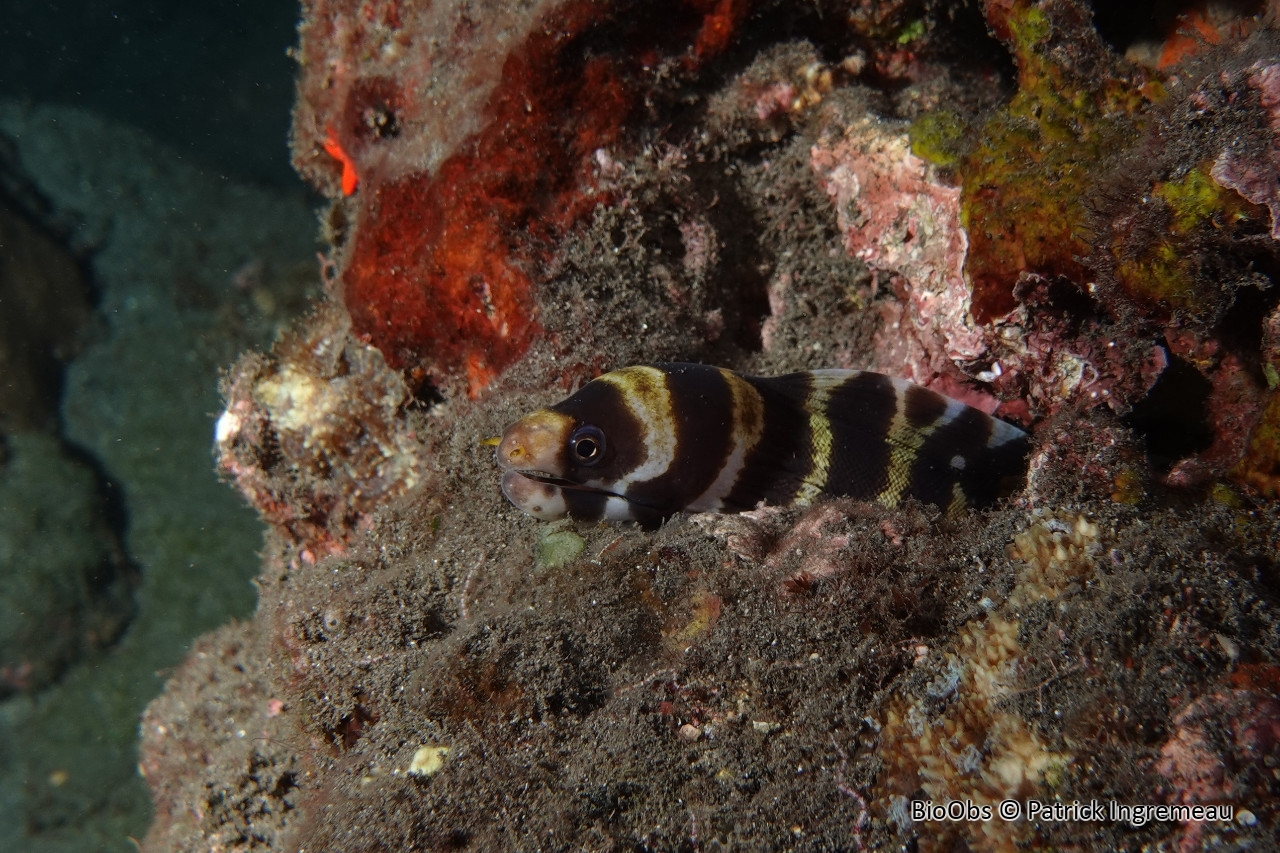 Congre noir - Echidna polyzona - Patrick Ingremeau - BioObs