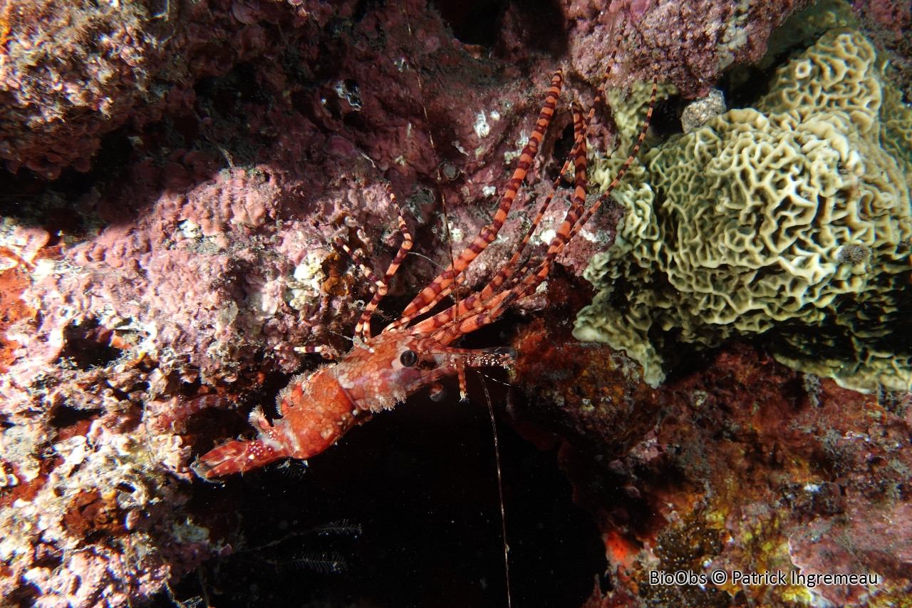 Saron marbré - Saron marmoratus - Patrick Ingremeau - BioObs