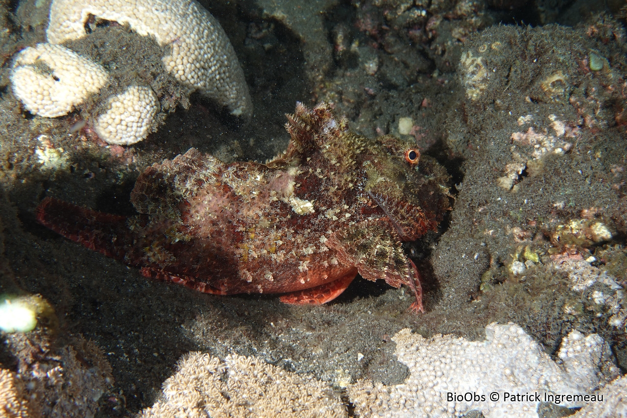 Poisson-scorpion à guenilles - Scorpaenopsis longispina - Patrick Ingremeau - BioObs