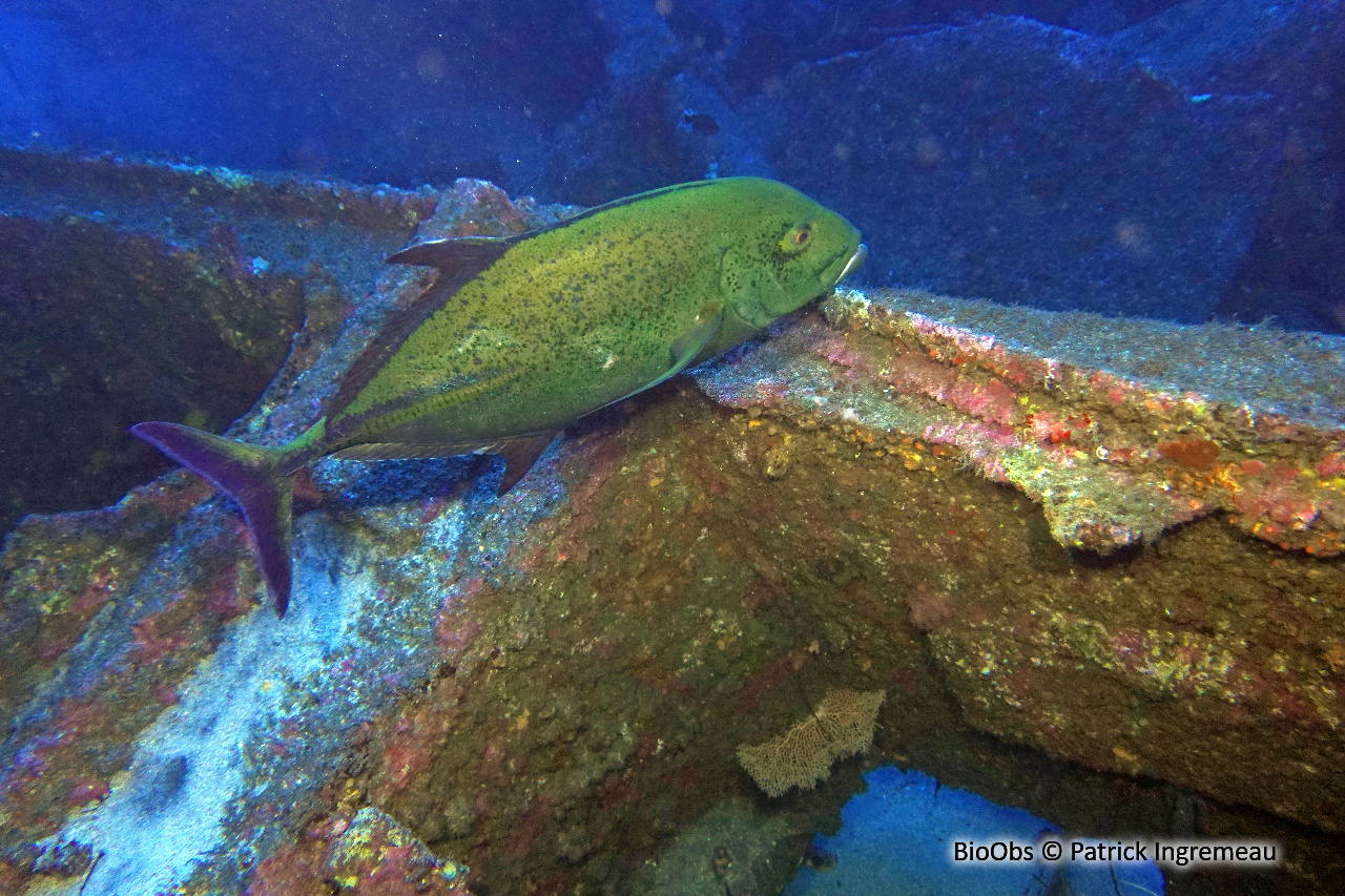 Carangue bleue - Caranx melampygus - Patrick Ingremeau - BioObs