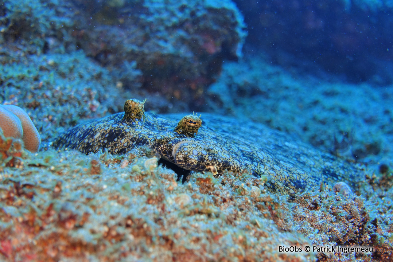 Turbot tropical - Bothus mancus - Patrick Ingremeau - BioObs