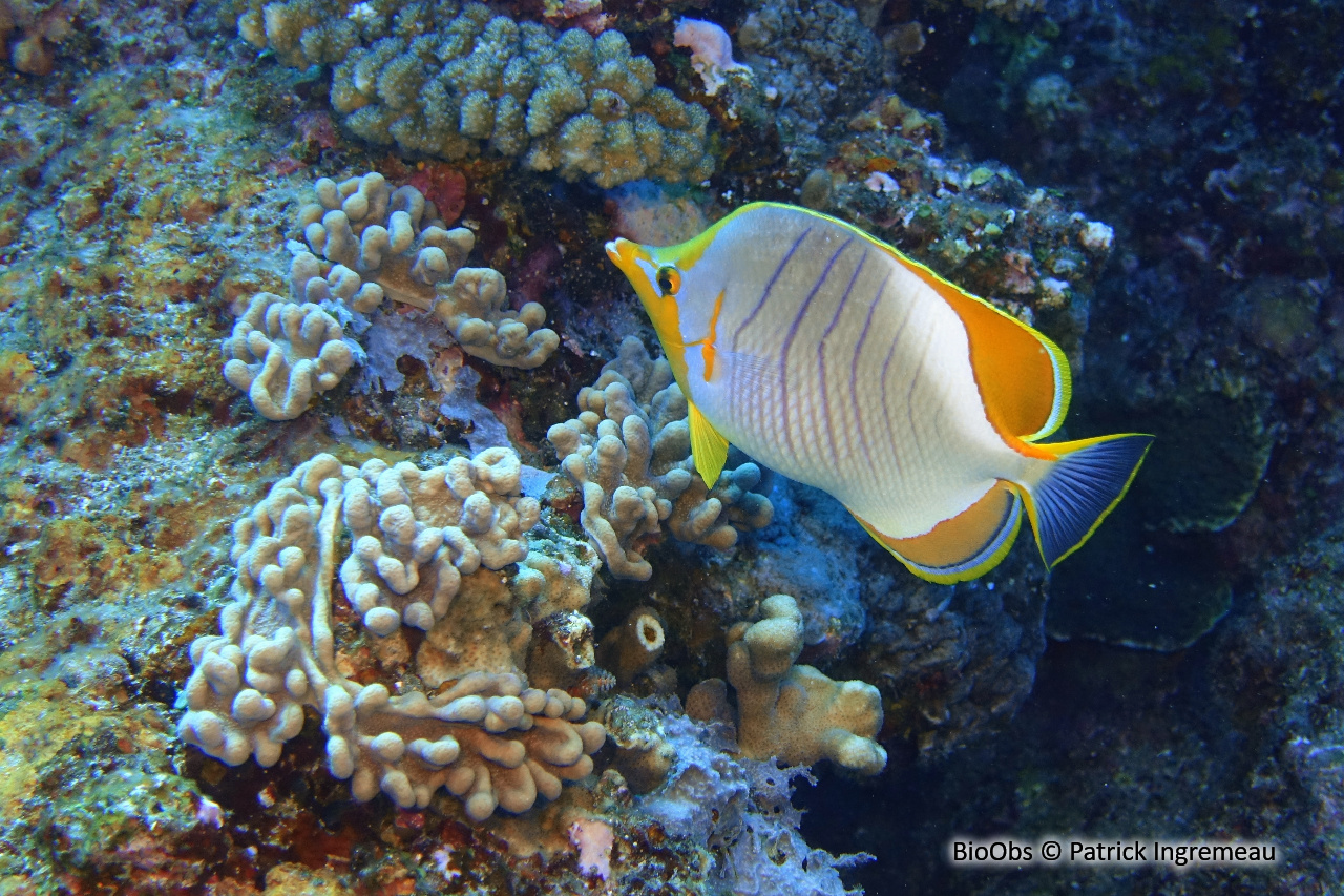 Poisson-papillon à tête jaune - Chaetodon xanthocephalus - Patrick Ingremeau - BioObs