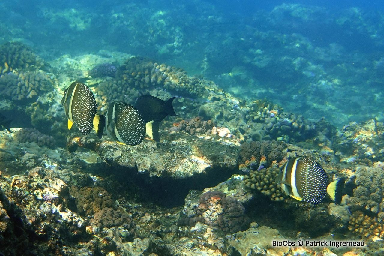 Chirurgien-pintade - Acanthurus guttatus - Patrick Ingremeau - BioObs